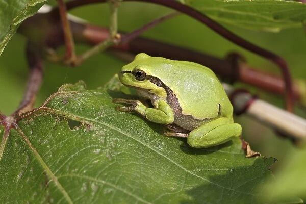 European Tree Frog -Hyla arborea- perched on a leaf, Burgenland, Austria