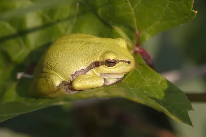 Framed Print : European Tree Frog -Hyla arborea- perched on a leaf, Burgenland, Austria Framed Print : European Tree Frog -Hyla arborea- perched on a leaf, Burgenland, Austria