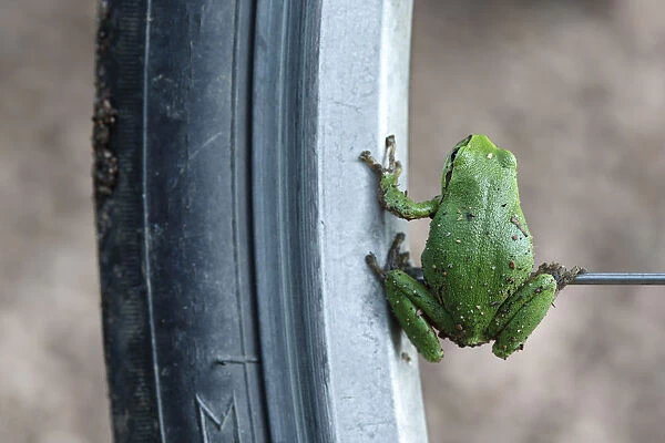 European Tree Frog -Hyla arborea- sitting on the spoke of a bicycle, Saxony-Anhalt, Germany