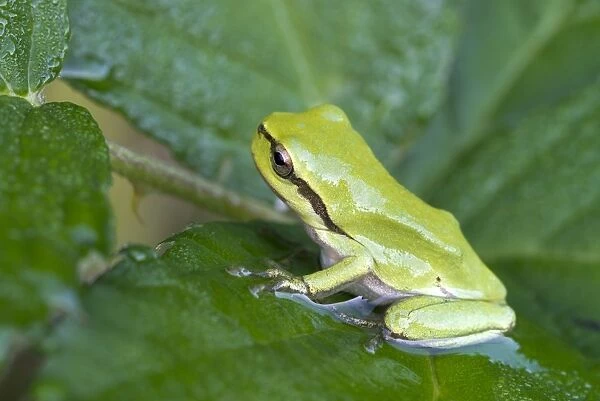 European Tree Frog or Treefrog -Hyla arborea-, young, Burgenland, Austria