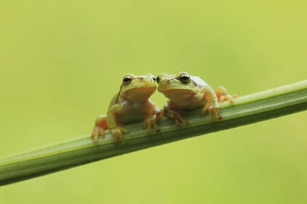 Two European Treefrogs -Hyla arborea- perched on a blade of grass, Tyrol, Austria