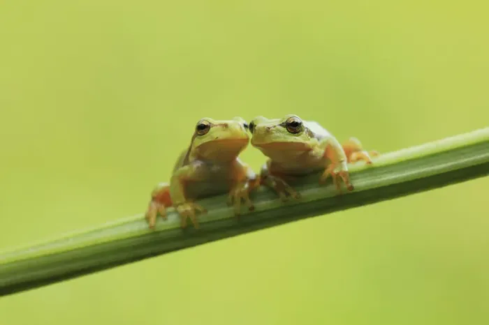 Framed Print : Two European Treefrogs -Hyla arborea- perched on a blade of grass, Tyrol, Austria Framed Print : Two European Treefrogs -Hyla arborea- perched on a blade of grass, Tyrol, Austria