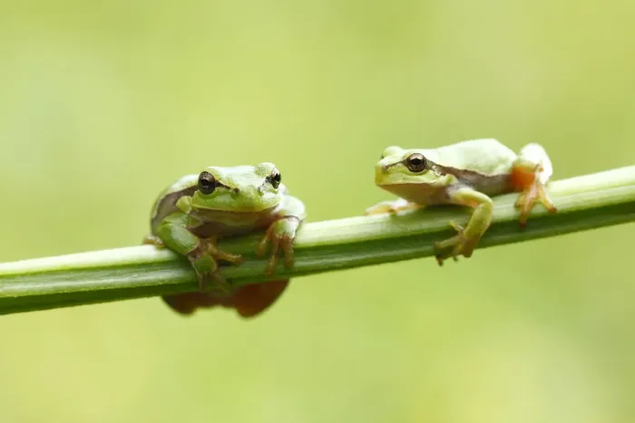 Framed Print : Two European Treefrogs -Hyla arborea- perched on a blade of grass, Tyrol, Austria Framed Print : Two European Treefrogs -Hyla arborea- perched on a blade of grass, Tyrol, Austria