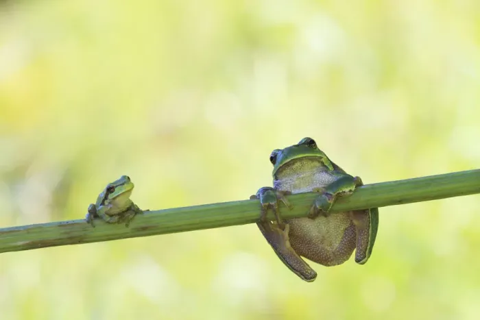 Framed Print : Two European Treefrogs -Hyla arborea- perched on a blade of grass, Tyrol, Austria Framed Print : Two European Treefrogs -Hyla arborea- perched on a blade of grass, Tyrol, Austria