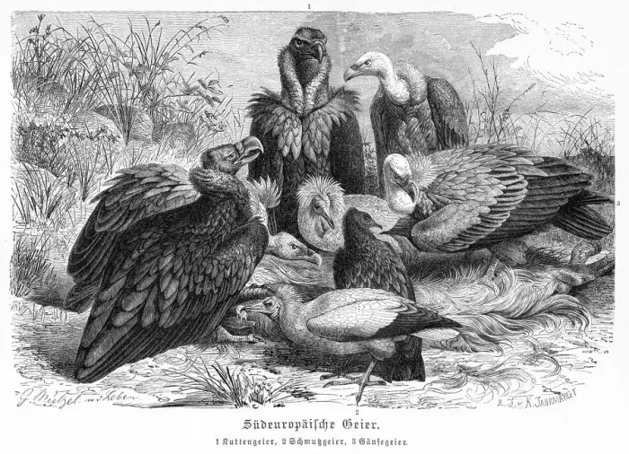 Framed Print : European Vultures engraving 1892 Framed Print : European Vultures engraving 1892