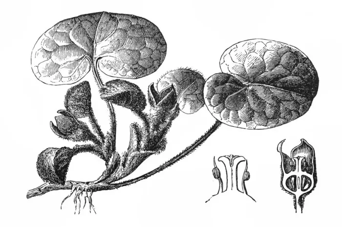 Framed Print : European wild ginger (Asarum europaeum) Framed Print : European wild ginger (Asarum europaeum)