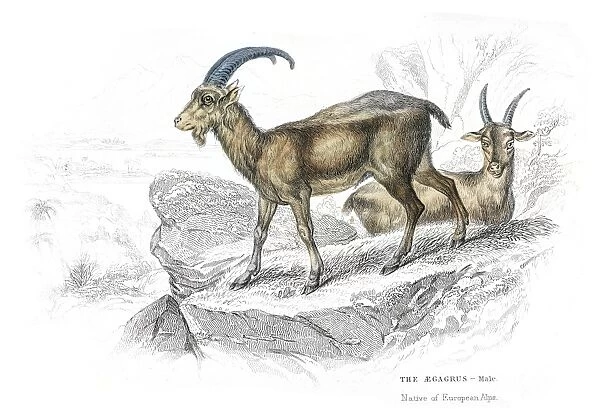 European wild goat lithograph 1884