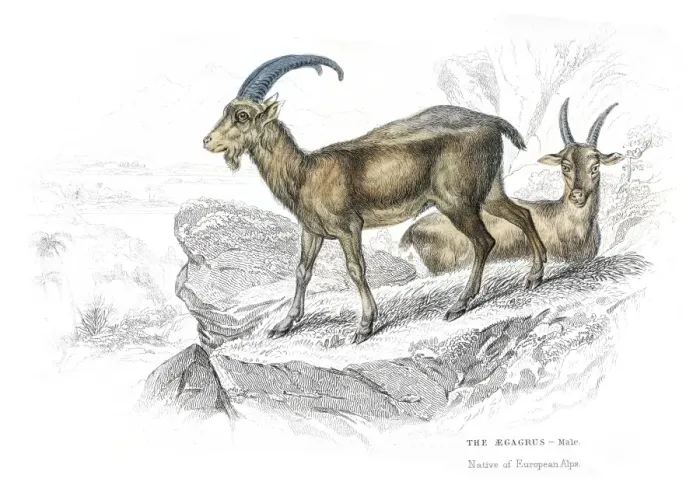 Framed Print : European wild goat lithograph 1884