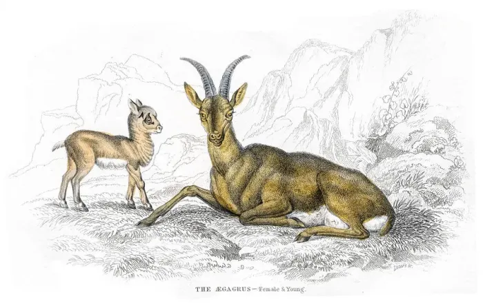 Framed Print : European wild goat lithograph 1884 Framed Print : European wild goat lithograph 1884