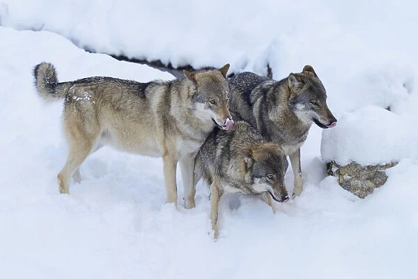 European Wolves -Canis lupus- in the snow, Goldau Animal Park, Canton of Schwyz, Switzerland