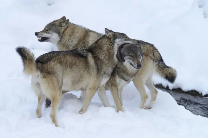 Framed Print : European Wolves -Canis lupus- in the snow, social behaviour, Goldau Animal Park, Canton of Schwyz, Switzerland Framed Print : European Wolves -Canis lupus- in the snow, social behaviour, Goldau Animal Park, Canton of Schwyz, Switzerland