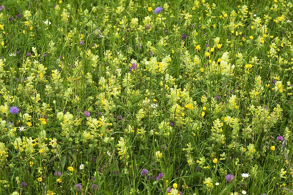 European Yellow Rattle -Rhinanthus alectorolophus- on a flowering spring meadow, Bavaria, Germany