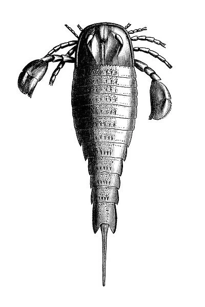 Eurypterus is an extinct genus of eurypterid, a group of organisms commonly called 'sea scorpions'