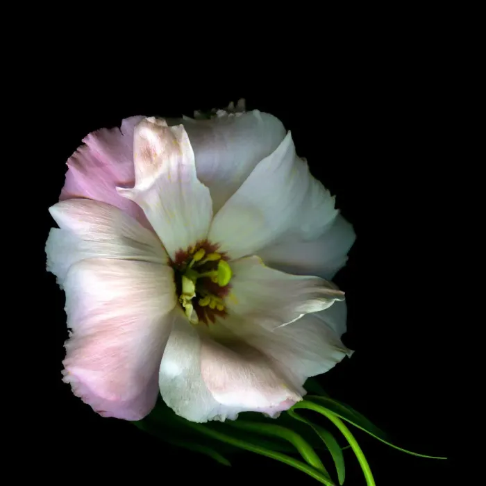 Framed Print : Eustoma Grandiflorum Framed Print : Eustoma Grandiflorum