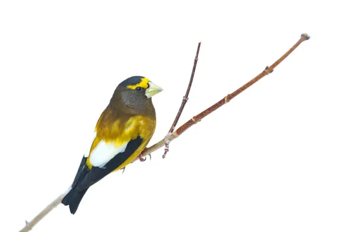 Framed Print : Evening Grosbeak - Algonquin Park