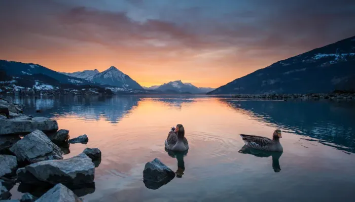 Framed Print : Evening at lake thun with geese floating over