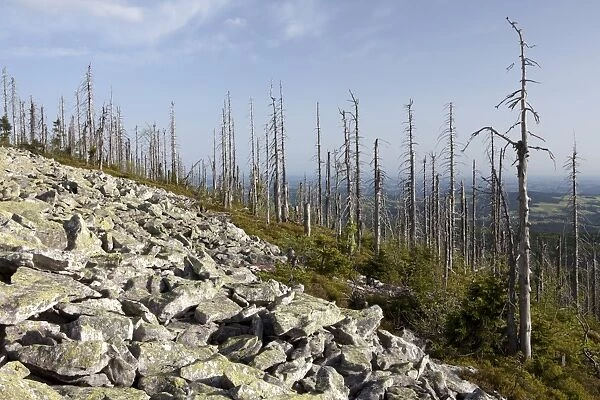 Evening mood on the summit of Lusen Mountain with forest dieback, Bavarian Forest, Bavaria, Germany, Europe, PublicGround