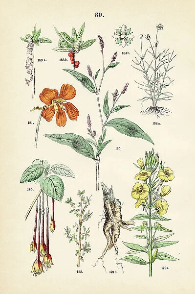 Evening primrose, lady's eardrops, nasturtium, sea torchwood, paradise plant, sandworts, spotted ladysthumb - Botanical illustration 1883