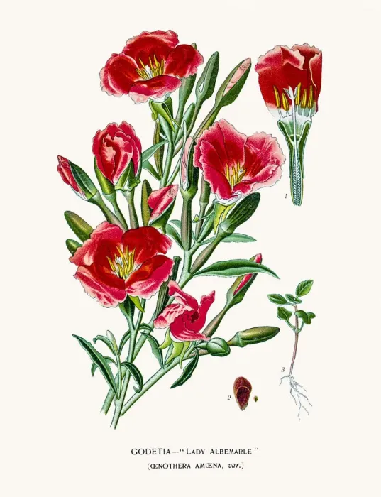 Framed Print : Evening primrose, suncups Framed Print : Evening primrose, suncups