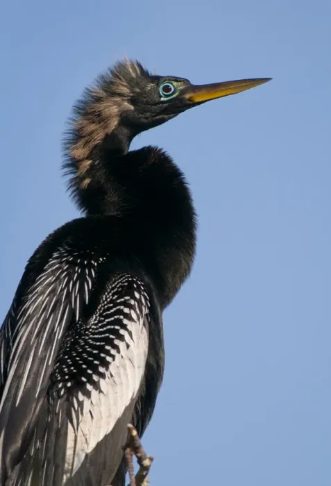 Framed Print : Everglades, anhinga, portrait Framed Print : Everglades, anhinga, portrait