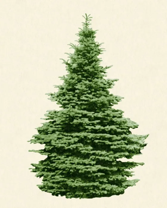 Framed Print : Evergreen green tree isolated on a beige background Framed Print : Evergreen green tree isolated on a beige background
