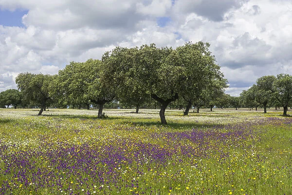 Evergreen oak -Quercus ilex- and flower meadow, Extremadura, Spain