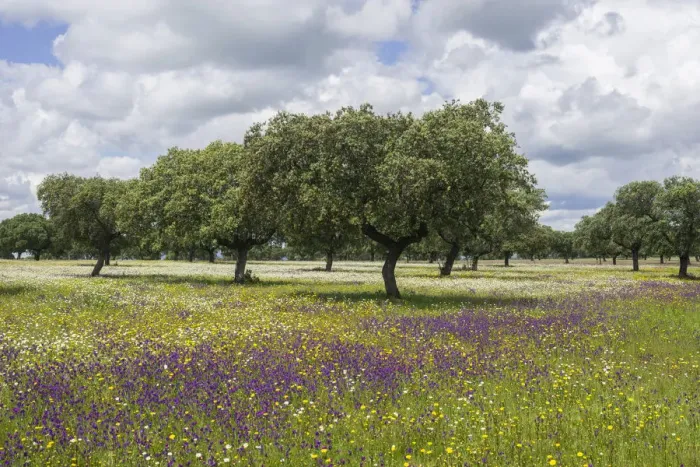 Framed Print : Evergreen oak -Quercus ilex- and flower meadow, Extremadura, Spain Framed Print : Evergreen oak -Quercus ilex- and flower meadow, Extremadura, Spain
