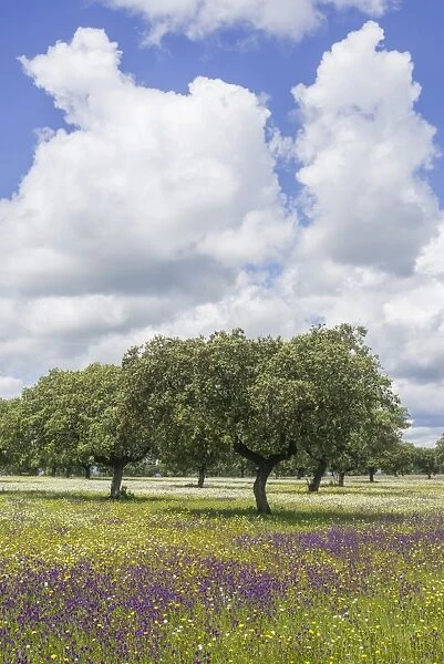 Evergreen oak -Quercus ilex- and flower meadow, Extremadura, Spain