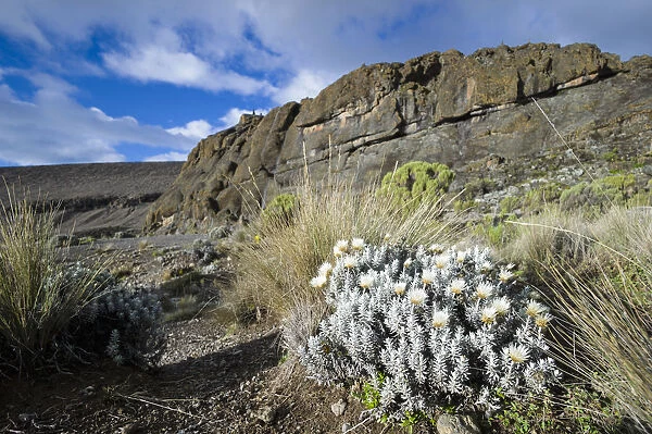 Everlasting flowers, Helichrysum sp. amid tussock grass in harsh alpine zone landscape around Moir Huts campsite, Mount Kilimanjaro, Kilimanjaro Region, Tanzania