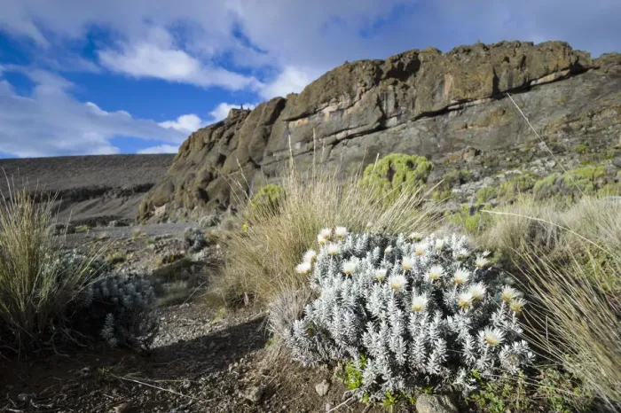 Framed Print : Everlasting flowers, Helichrysum sp. amid tussock grass in harsh alpine zone landscape around Moir Huts campsite, Mount Kilimanjaro, Kilimanjaro Region, Tanzania Framed Print : Everlasting flowers, Helichrysum sp. amid tussock grass in harsh alpine zone landscape around Moir Huts campsite, Mount Kilimanjaro, Kilimanjaro Region, Tanzania