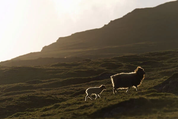 Ewe with a lamb with backlighting, Bour, Vagar, Faroe Islands, Denmark