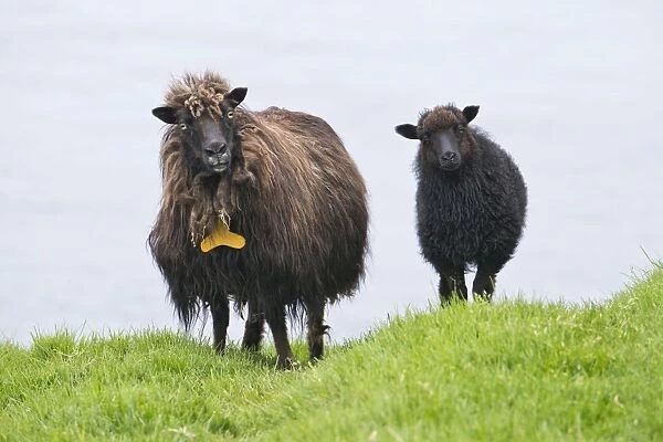 Ewe with lamb, Faroe Islands, Denmark