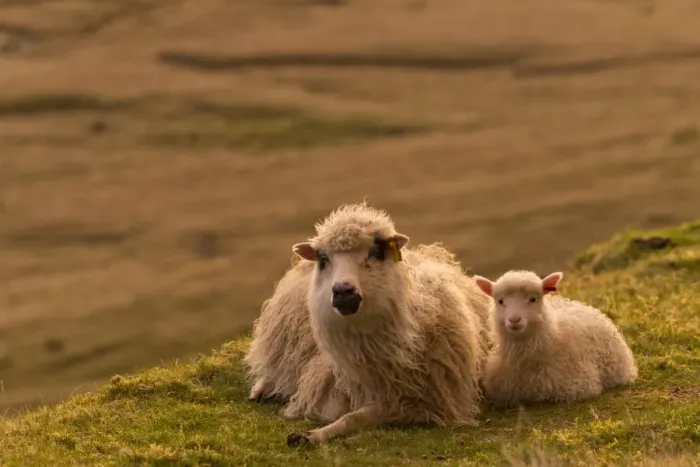 Framed Print : Ewe with lamb, lying down, evening mood, Faroe Islands, Denmark