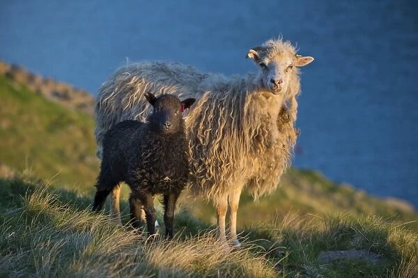 Ewe and lamb, Mykines, Faroe Islands, Denmark