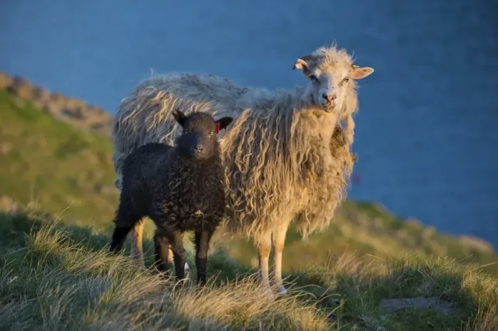 Framed Print : Ewe and lamb, Mykines, Faroe Islands, Denmark Framed Print : Ewe and lamb, Mykines, Faroe Islands, Denmark