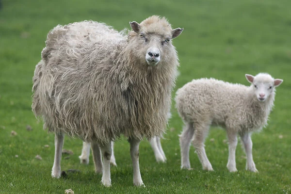 Ewe with lamb, Mykines, Utoyggjar, Outer Islands, Faroe Islands, Denmark