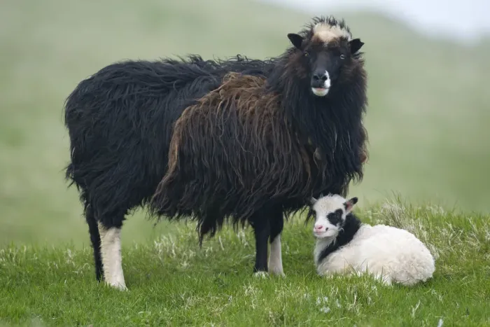 Framed Print : Ewe with lamb, Mykines, Utoyggjar, Outer Islands, Faroe Islands, Denmark Framed Print : Ewe with lamb, Mykines, Utoyggjar, Outer Islands, Faroe Islands, Denmark