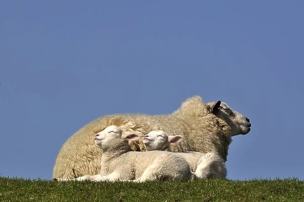 Ewe -Ovis orientalis aries- and her lambs enjoying the warm sun