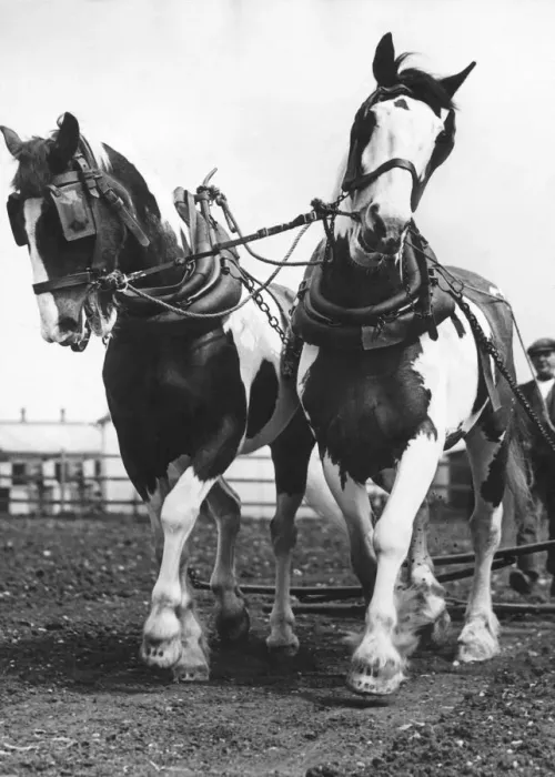 Framed Print : Ex-Drum Horses Framed Print : Ex-Drum Horses
