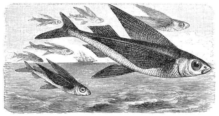 Framed Print : Exocoetus flying fish Framed Print : Exocoetus flying fish