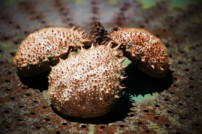 Framed Print : Exoskeletons of the Spider Crab (Majidae)