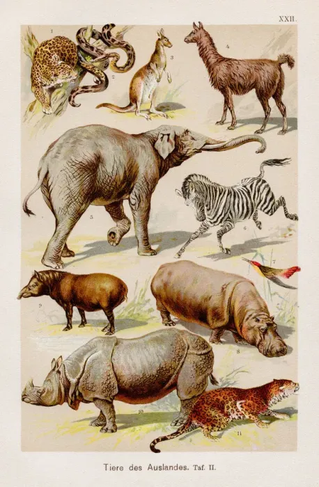 Framed Print : Exotic animals Chromolithography 1899 Framed Print : Exotic animals Chromolithography 1899