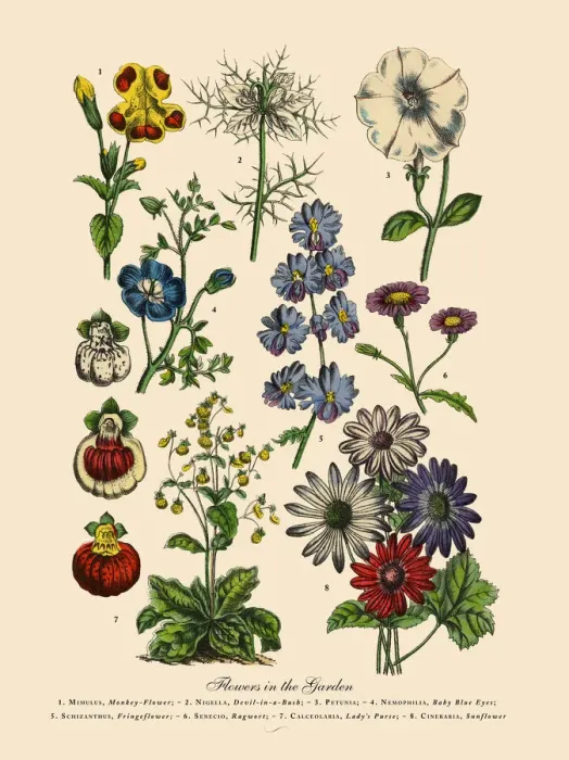 Framed Print : Exotic Flowers of the Garden, Victorian Botanical Illustration Framed Print : Exotic Flowers of the Garden, Victorian Botanical Illustration