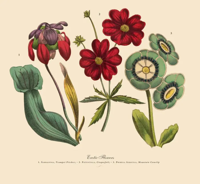 Framed Print : Exotic Flowers of the Garden, Victorian Botanical Illustration Framed Print : Exotic Flowers of the Garden, Victorian Botanical Illustration