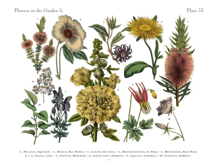 Framed Print : Exotic Flowers of the Garden, Victorian Botanical Illustration Framed Print : Exotic Flowers of the Garden, Victorian Botanical Illustration
