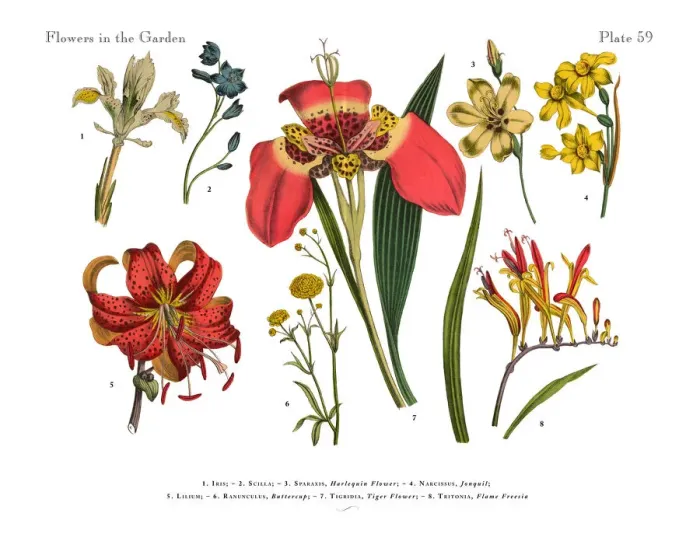 Framed Print : Exotic Flowers of the Garden, Victorian Botanical Illustration Framed Print : Exotic Flowers of the Garden, Victorian Botanical Illustration