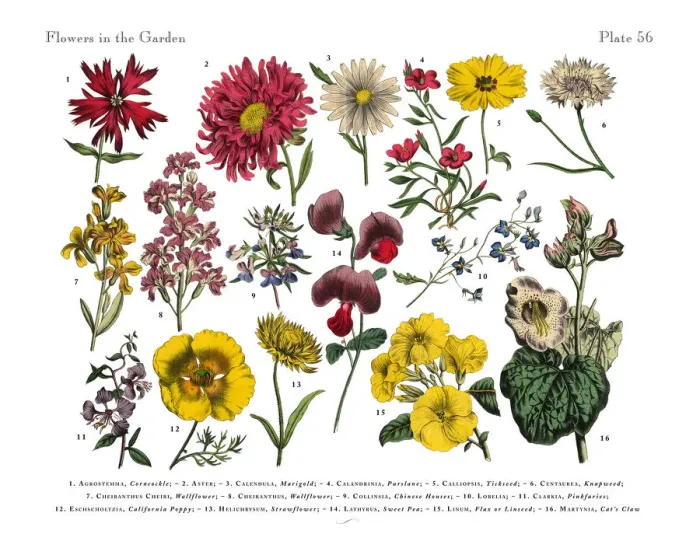 Framed Print : Exotic Flowers of the Garden, Victorian Botanical Illustration Framed Print : Exotic Flowers of the Garden, Victorian Botanical Illustration