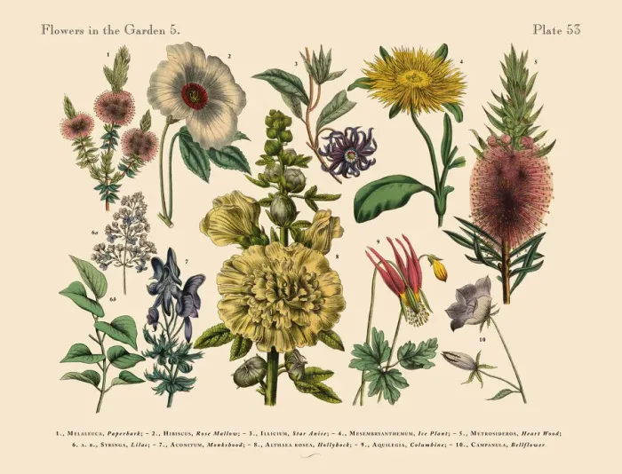 Framed Print : Exotic Flowers of the Garden, Victorian Botanical Illustration Framed Print : Exotic Flowers of the Garden, Victorian Botanical Illustration