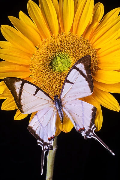 Exotic white butterfly