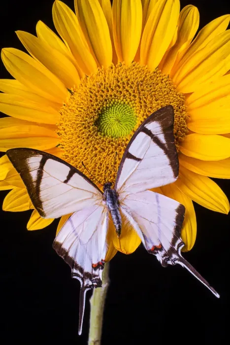 Framed Print : Exotic white butterfly Framed Print : Exotic white butterfly